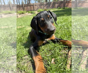 Doberman Pinscher Dogs for adoption in Buffalo, MN, USA