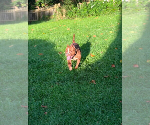 Medium Photo #18 American Pit Bull Terrier Puppy For Sale in Springdale, PA, USA