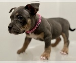 Small Photo #2 American Bully Puppy For Sale in RALEIGH, NC, USA