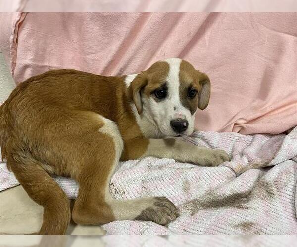Medium Photo #1 Saint Bernard-Unknown Mix Puppy For Sale in Modesto, CA, USA
