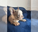 Small Photo #18 French Bulldog Puppy For Sale in FORT LAUDERDALE, FL, USA