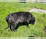 Small Photo #35 Mastiff Puppy For Sale in FULTON, NY, USA