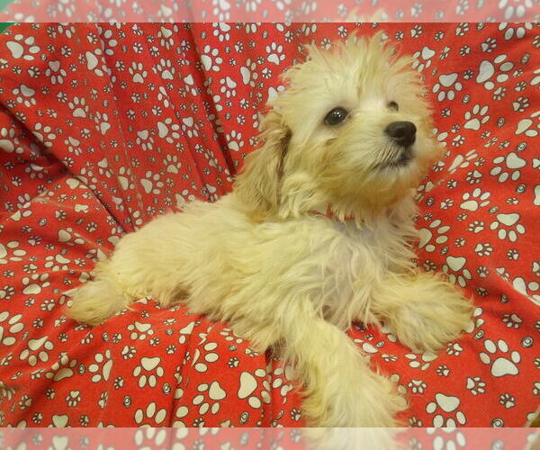 Medium Photo #4 F2 Aussiedoodle Puppy For Sale in PATERSON, NJ, USA