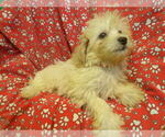 Small #3 F2 Aussiedoodle