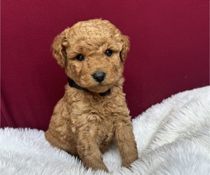 Goldendoodle (Miniature) Puppy for Sale in SAN FERNANDO, California USA