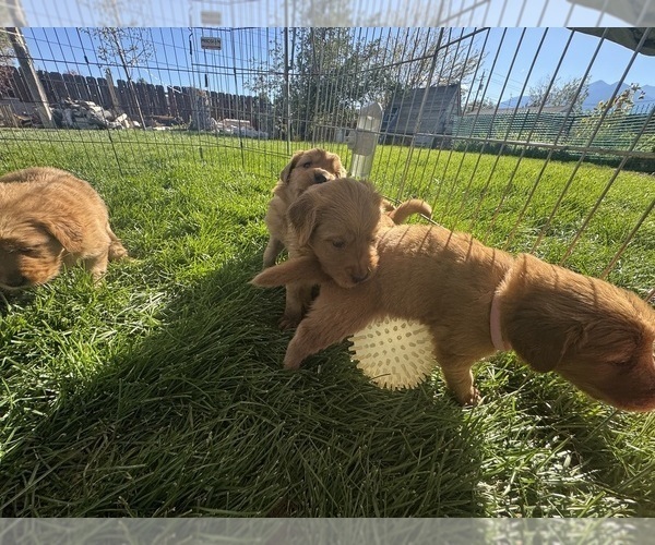 Medium Photo #7 Golden Retriever Puppy For Sale in GARDNERVILLE, NV, USA