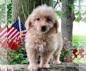 Goldendoodle (Miniature) Puppy for sale in DRY RUN, PA, USA
