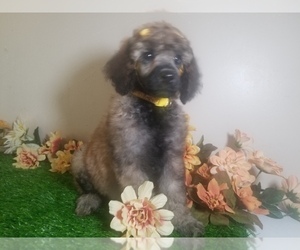 Poodle (Standard) Puppy for sale in SOUTHFIELD, MI, USA