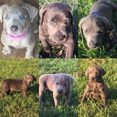 Labrador Retriever Puppy for sale in BRENHAM, TX, USA