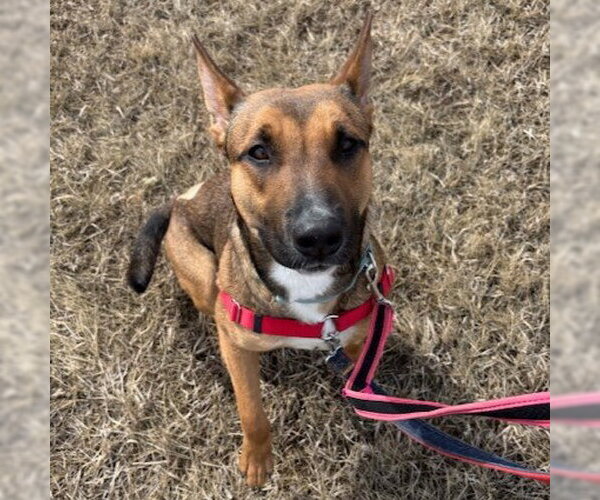 Medium Photo #37 Mutt Puppy For Sale in Fargo, ND, USA