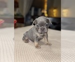 Small Photo #10 French Bulldog Puppy For Sale in HILTON, NY, USA