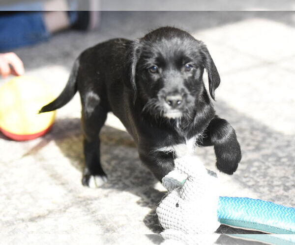 Medium Photo #2 Labrador Retriever-Unknown Mix Puppy For Sale in Mechanicsburg, PA, USA