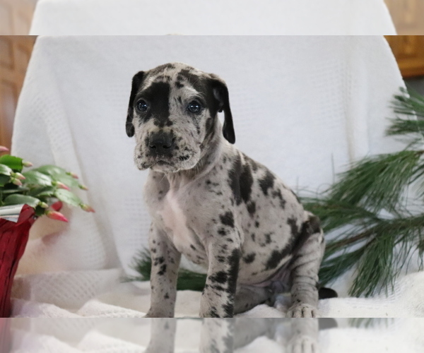 Medium Photo #1 Great Dane Puppy For Sale in SHILOH, OH, USA