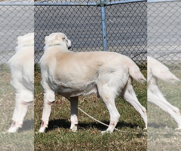 Medium Photo #6 Central Asian Shepherd Dog Puppy For Sale in CINCINNATI, OH, USA