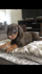 Small Photo #2 Doberman Pinscher Puppy For Sale in KAILUA, HI, USA