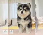 Small Photo #3 Pomsky Puppy For Sale in PRINCETON, MN, USA