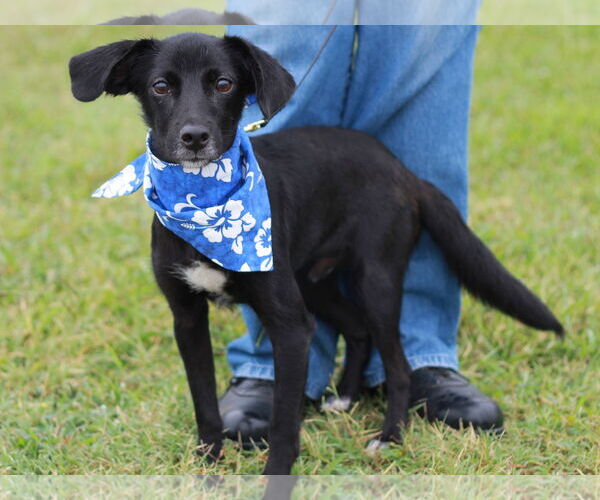 Medium Photo #8 Pomeagle Puppy For Sale in Cookeville, TN, USA