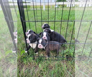 Boston Terrier Puppy for sale in HENNING, MN, USA