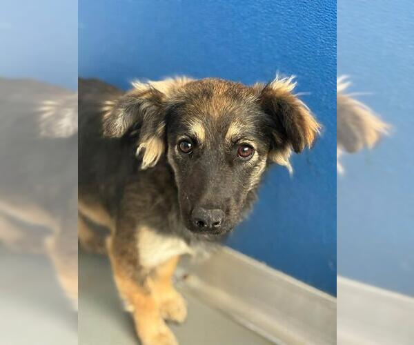Medium Photo #1 German Shepherd Dog-Unknown Mix Puppy For Sale in Visalia, CA, USA