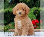 Small #5 Poodle (Miniature)