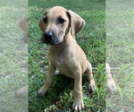 Small Photo #18 Great Dane Puppy For Sale in CLOVER, SC, USA