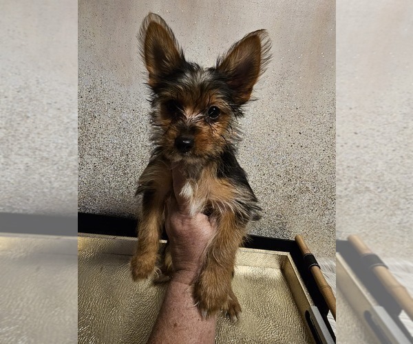 Medium Photo #4 Yoranian-Yorkshire Terrier Mix Puppy For Sale in HUDDLESTON, VA, USA