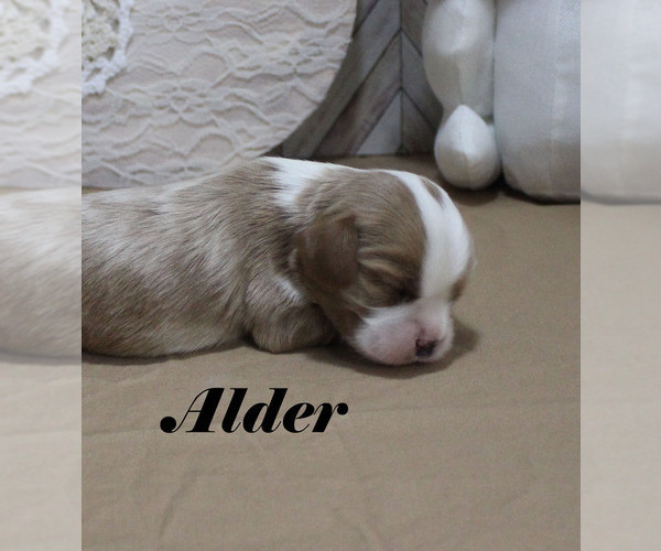 Medium Photo #5 Cavalier King Charles Spaniel Puppy For Sale in CHANUTE, KS, USA