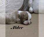 Small #4 Cavalier King Charles Spaniel