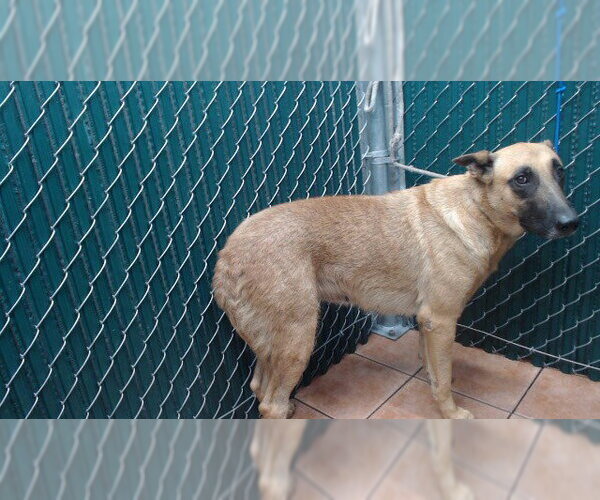 Medium Photo #1 Mutt Puppy For Sale in Downey, CA, USA