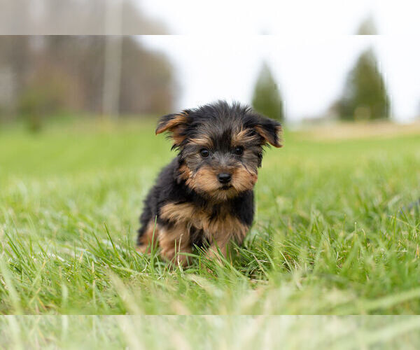 Medium Photo #9 Yorkshire Terrier Puppy For Sale in WARSAW, IN, USA