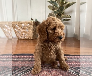 Cockapoo Puppy for Sale in ANTWERP, New York USA