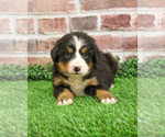 Small #4 Bernese Mountain Dog
