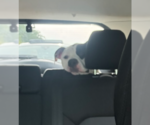 Small #1 American Bulldog