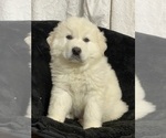Small #2 Great Pyrenees