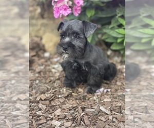 Schnauzer (Miniature) Puppy for sale in WEST BRANCH, IA, USA