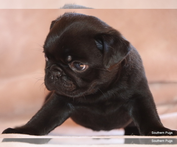 Medium Photo #6 Pug Puppy For Sale in WINNSBORO, TX, USA