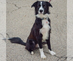 Ozzie - Male Border Collie-Unknown Mix Dog for Adoption - Photo #4