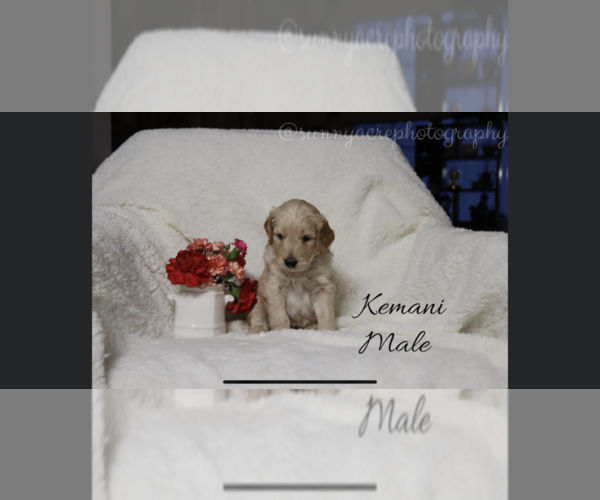 Medium Photo #2 Goldendoodle Puppy For Sale in GR, MI, USA