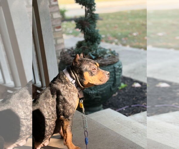 Medium Photo #2 American Staffordshire Terrier-Rottweiler Mix Puppy For Sale in Cuyahoga Falls , OH, USA