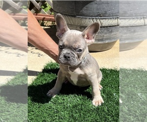 French Bulldog Puppy for sale in WEST POINT, CA, USA