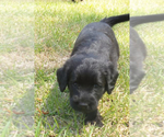 Small Photo #3 Labradoodle Puppy For Sale in OZARK, AL, USA