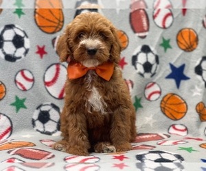 Cavapoo Puppy for sale in LAKELAND, FL, USA