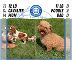 Small Photo #29 Cavapoo Puppy For Sale in GOSHEN, IN, USA