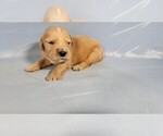 Puppy Mackenzie Golden Retriever