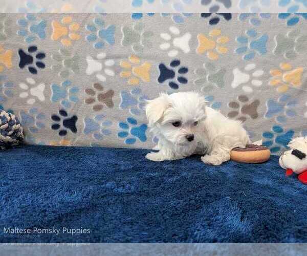 Medium Photo #22 Maltese Puppy For Sale in OCALA, FL, USA