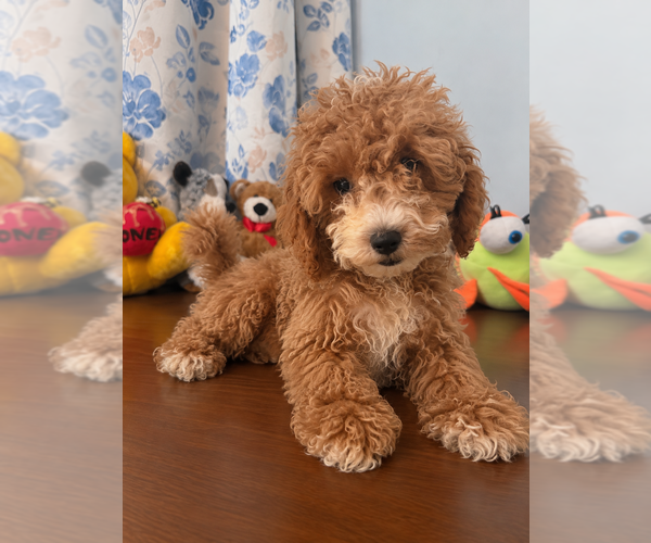 Medium Photo #40 Havapoo Puppy For Sale in DURHAM, CT, USA