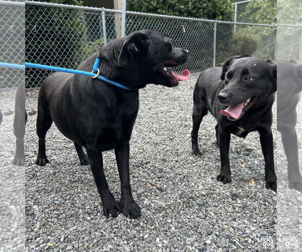 Medium Photo #4 Labrador Retriever-Unknown Mix Puppy For Sale in Washington, DC, USA