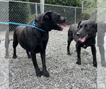 Small Photo #4 Labrador Retriever-Unknown Mix Puppy For Sale in Washington, DC, USA