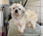 Small #1 Shih Tzu