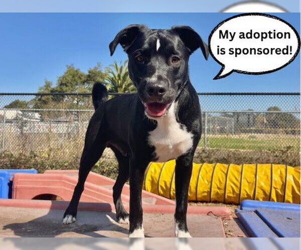 Medium Photo #3 Australian Shepherd-Staffordshire Bull Terrier Mix Puppy For Sale in Santa Cruz, CA, USA